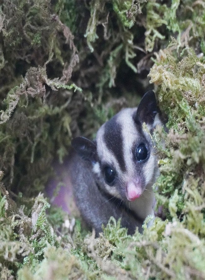 Begeterday 3.5oz Premium Sugar Glider Bedding, Ideal Sugar Glider Cage Accessories - Image 3